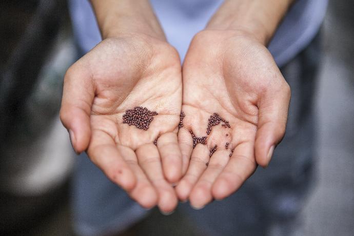 person holding small beans